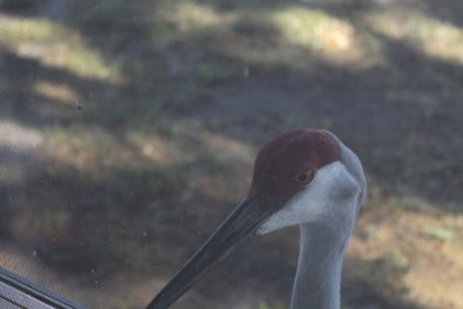 Sandhill Crane